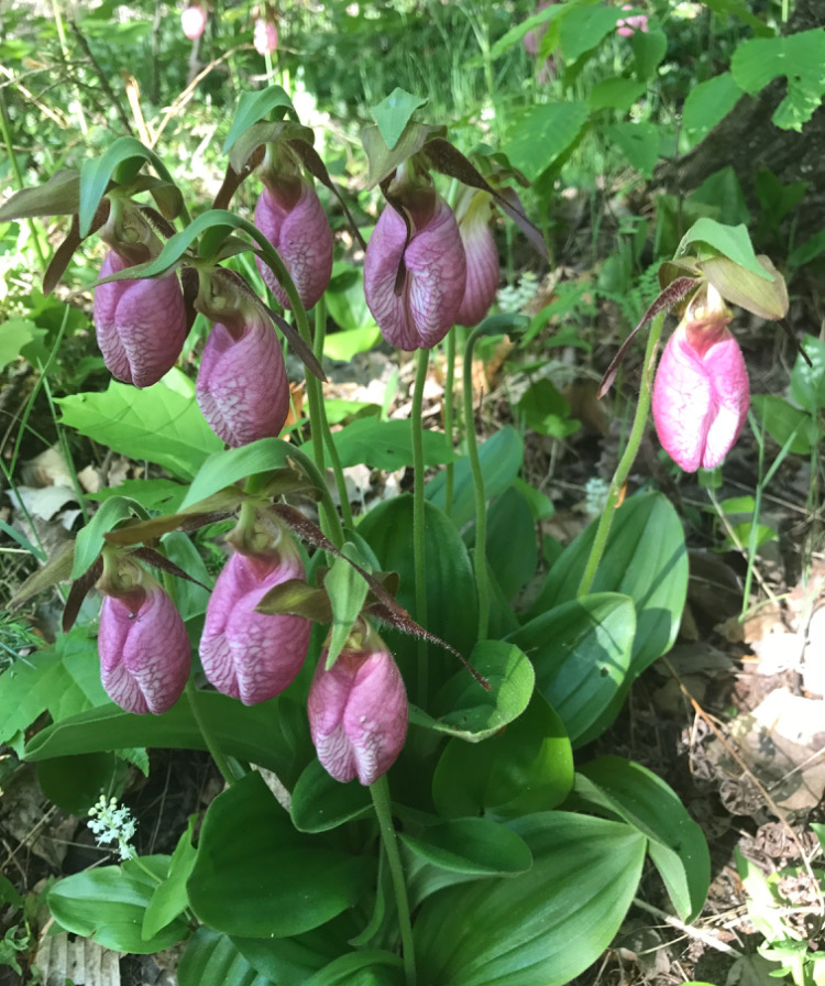 Pink Lady's Slipper