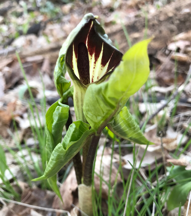 Jack-in-the-Pulpit