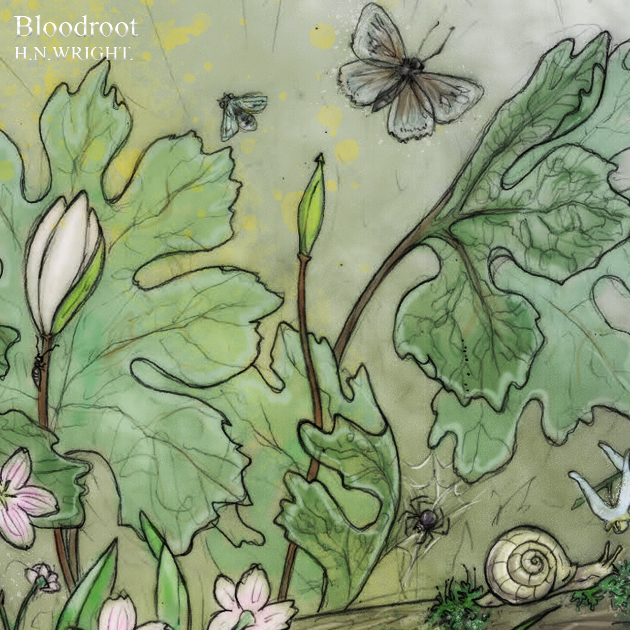 Bloodroot