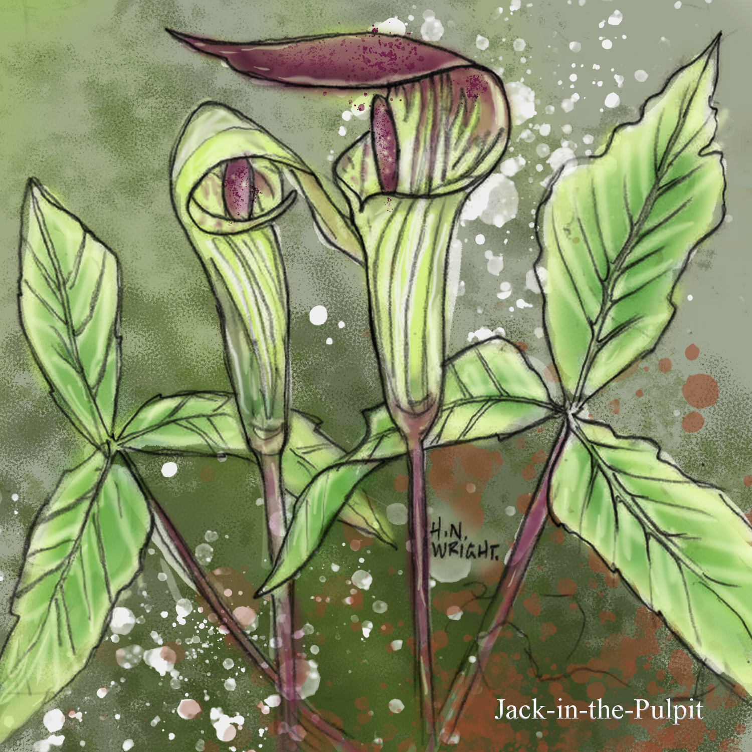 Jack in the Pulpit