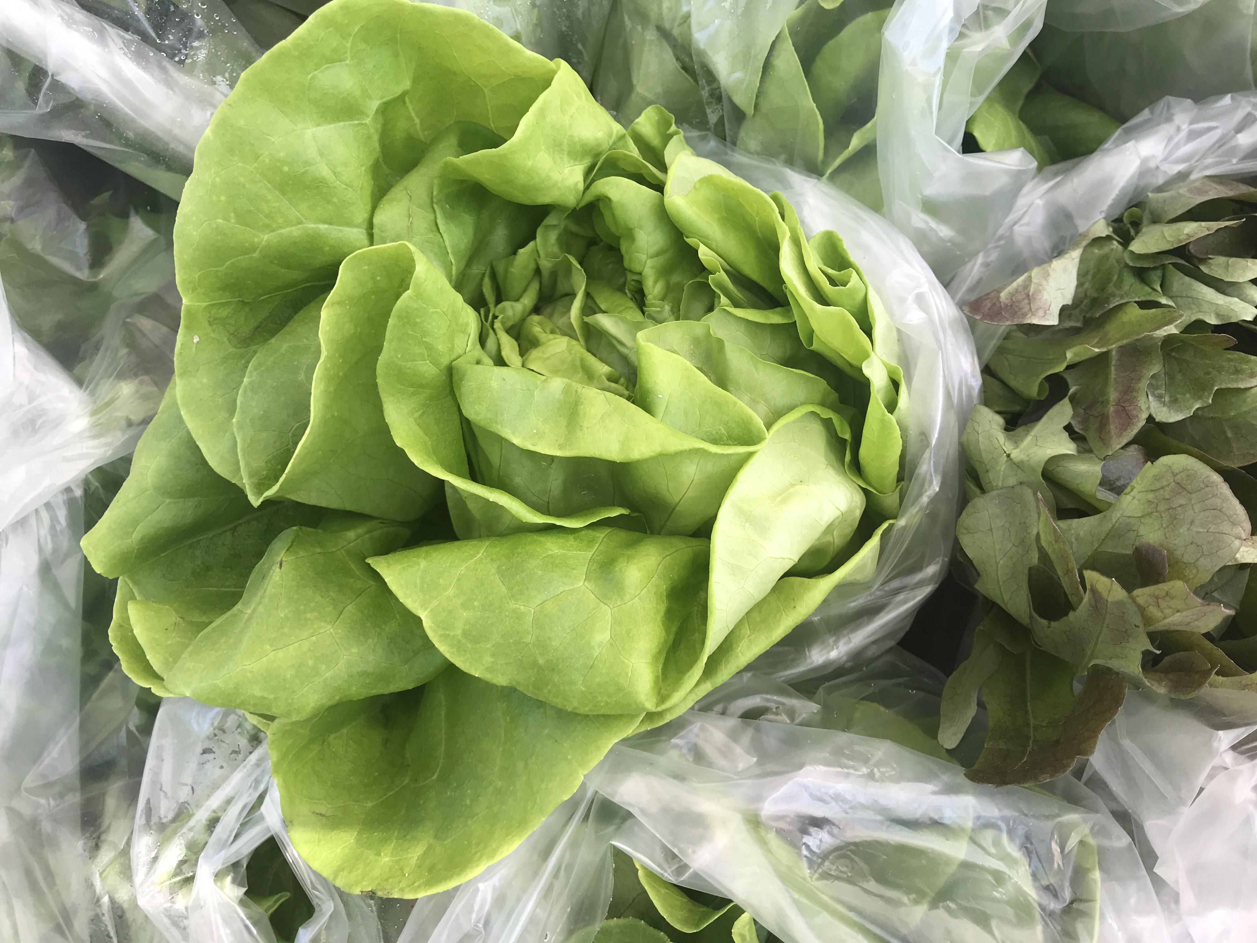 Bibb Lettuce