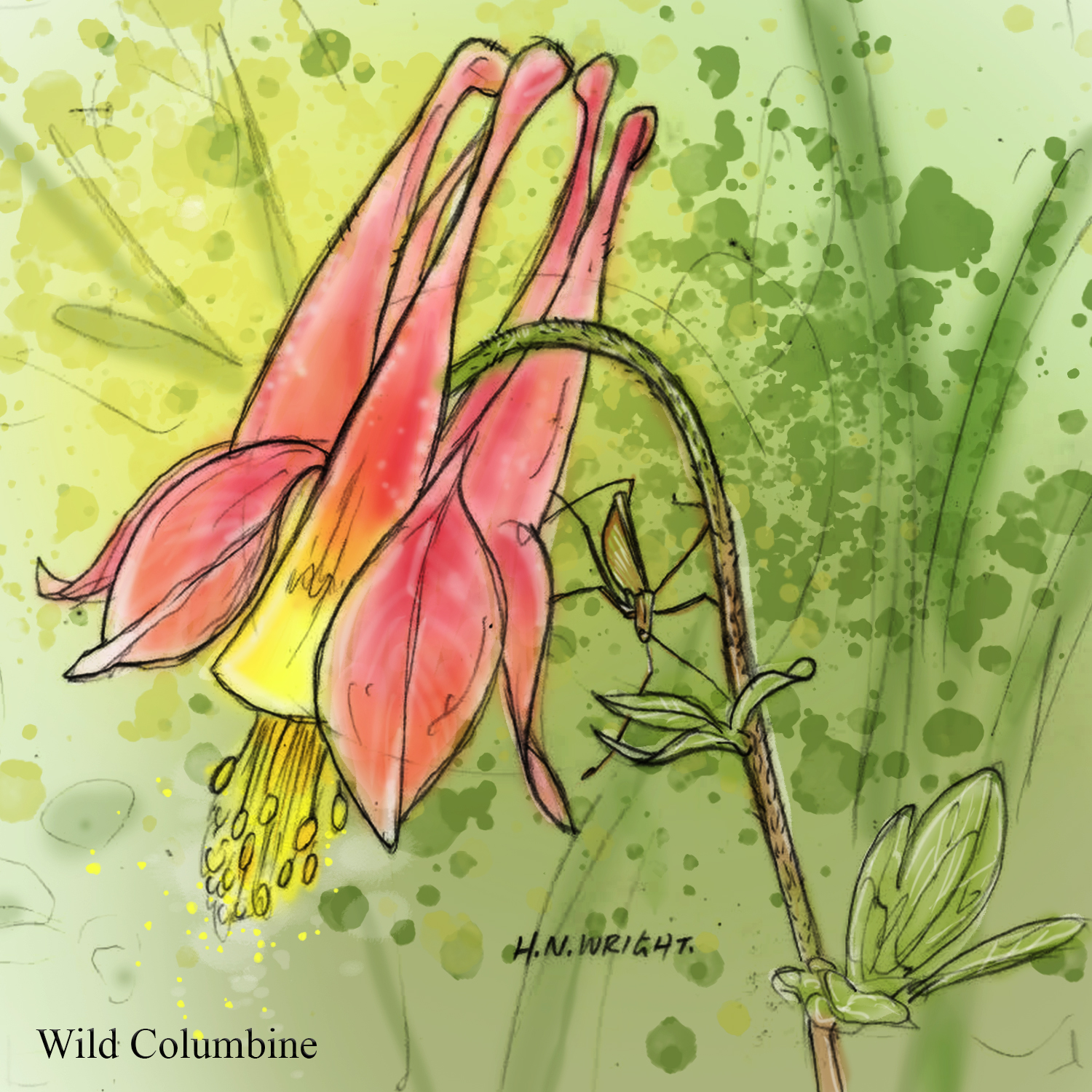 Wild Columbine