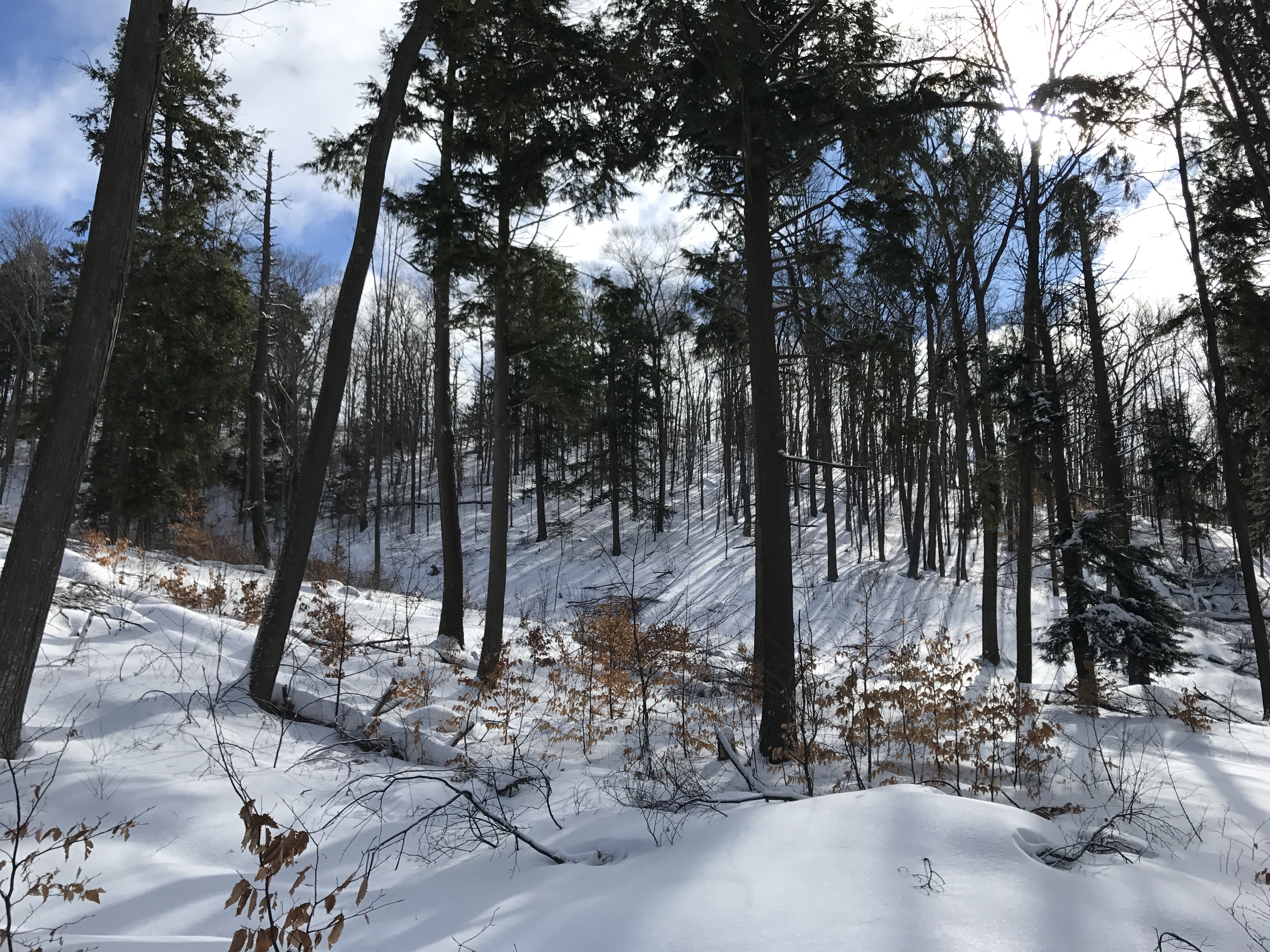 Forest Scene at Palmer Woods