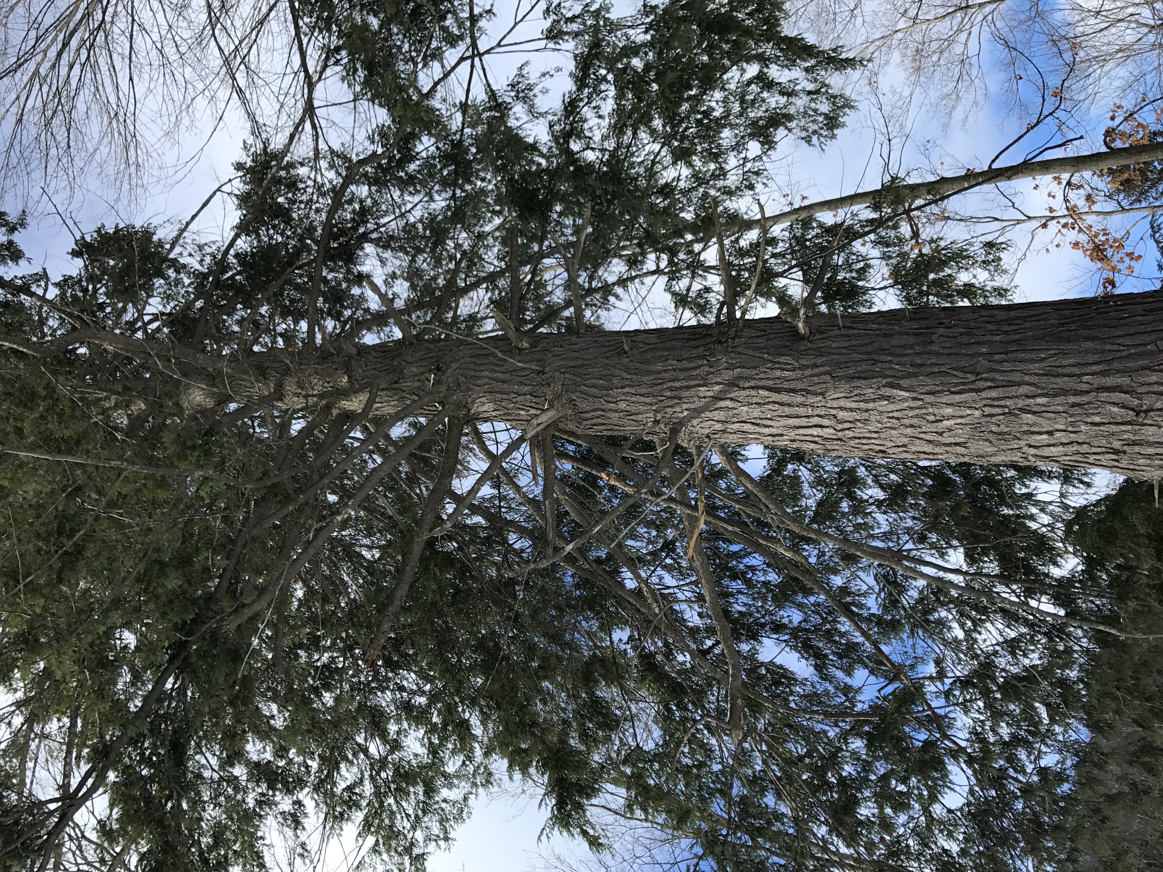 Towering Hemlock - Palmer Woods