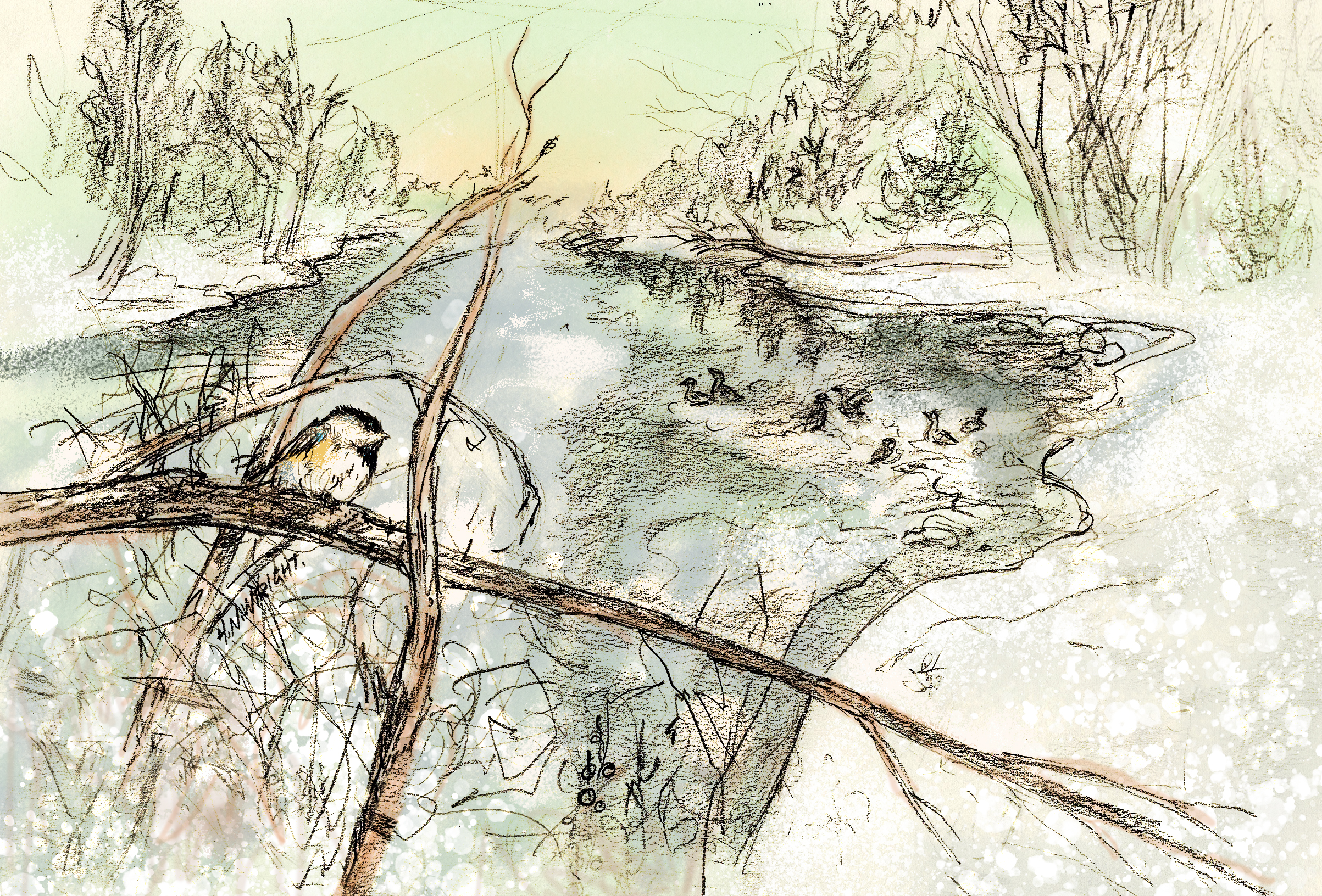 Chicadee Illustration by Holly N. Wright