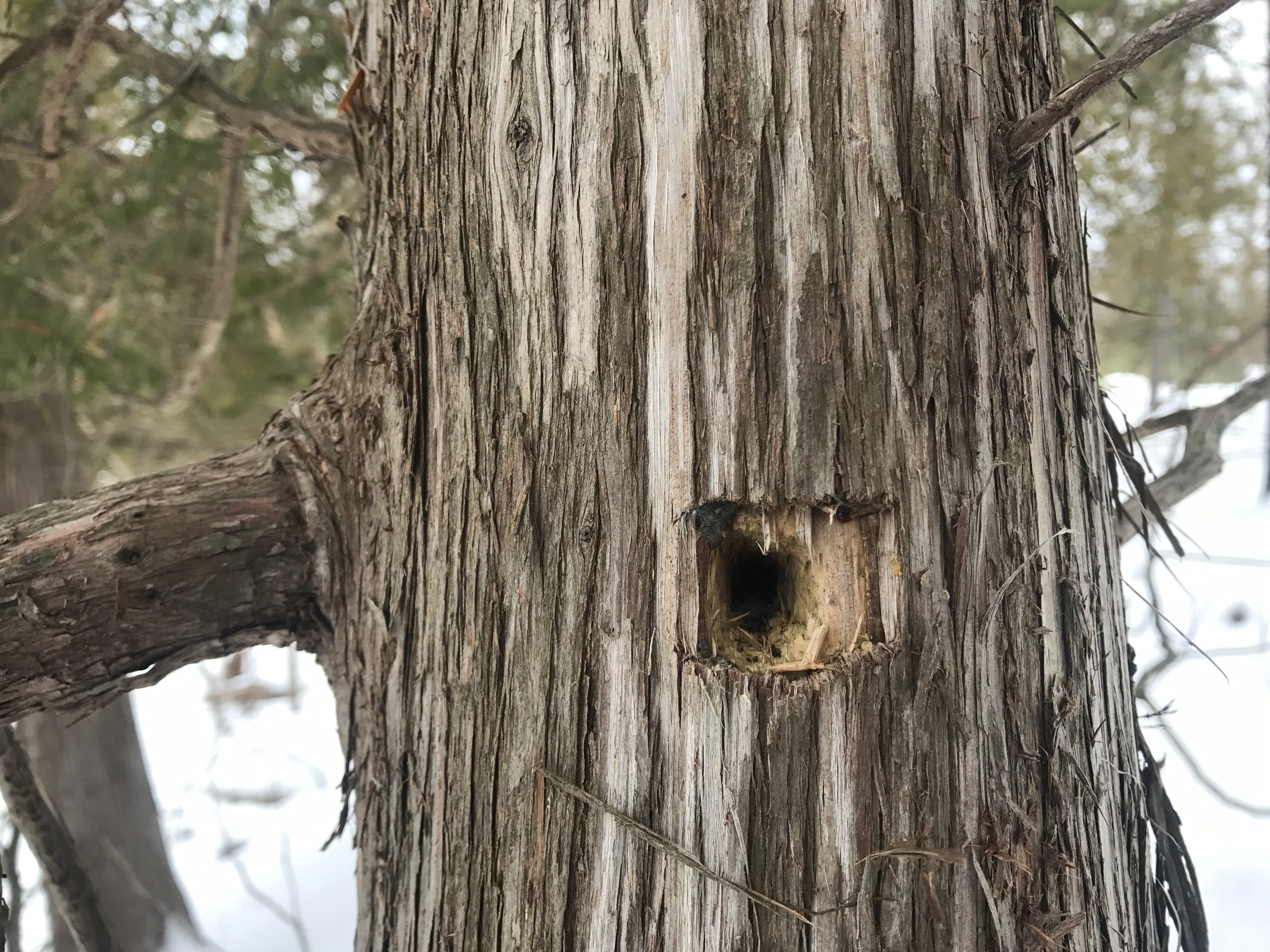 Woodpecker Hole