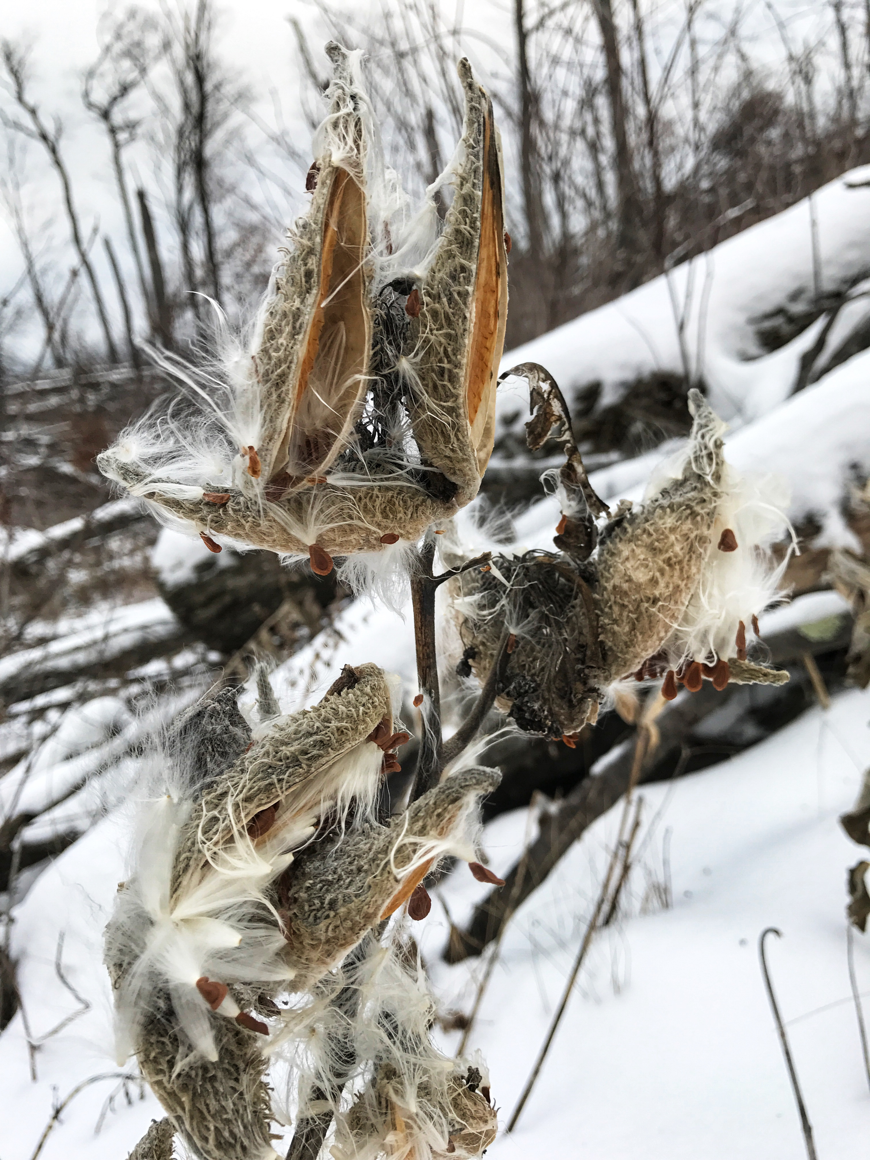 Milkweed Pods