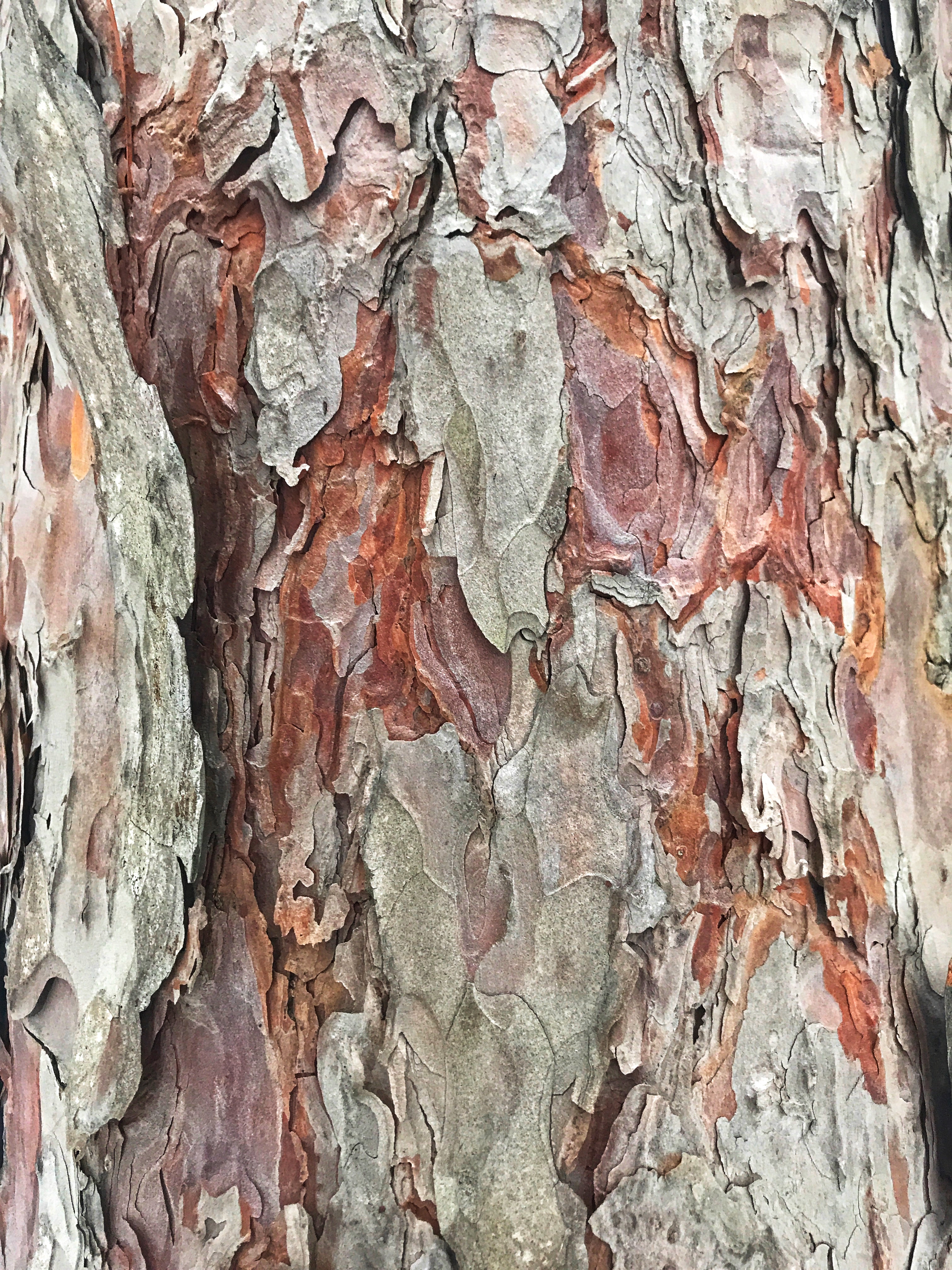 Red Pine Bark