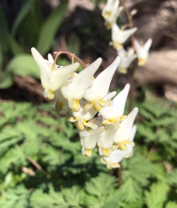 Dutchman's Breeches