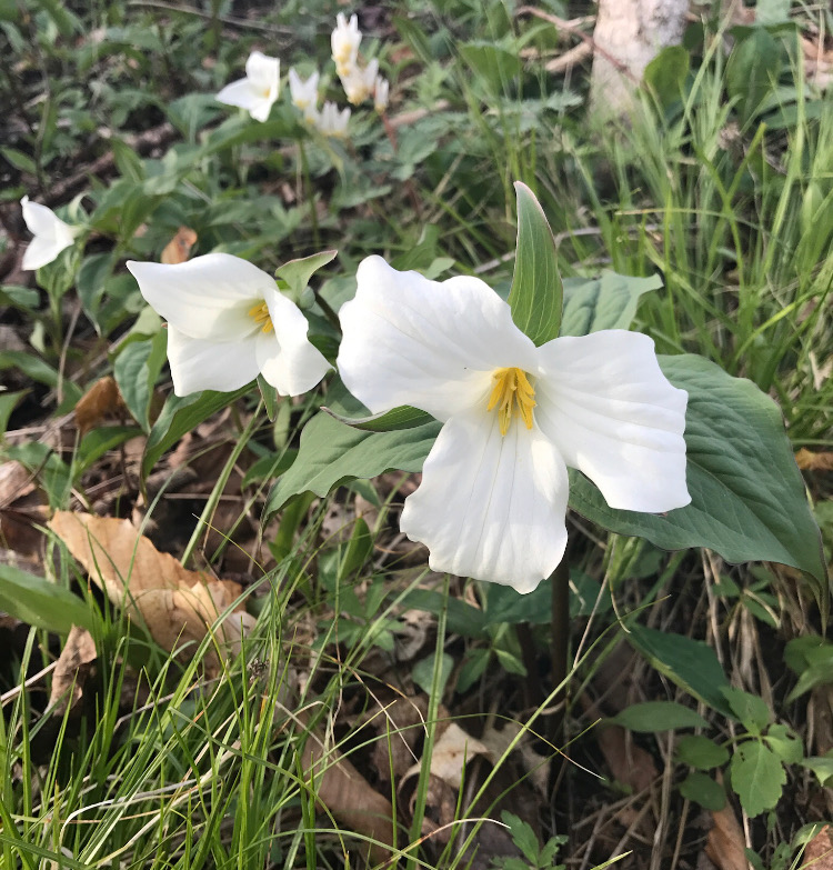 Trillium