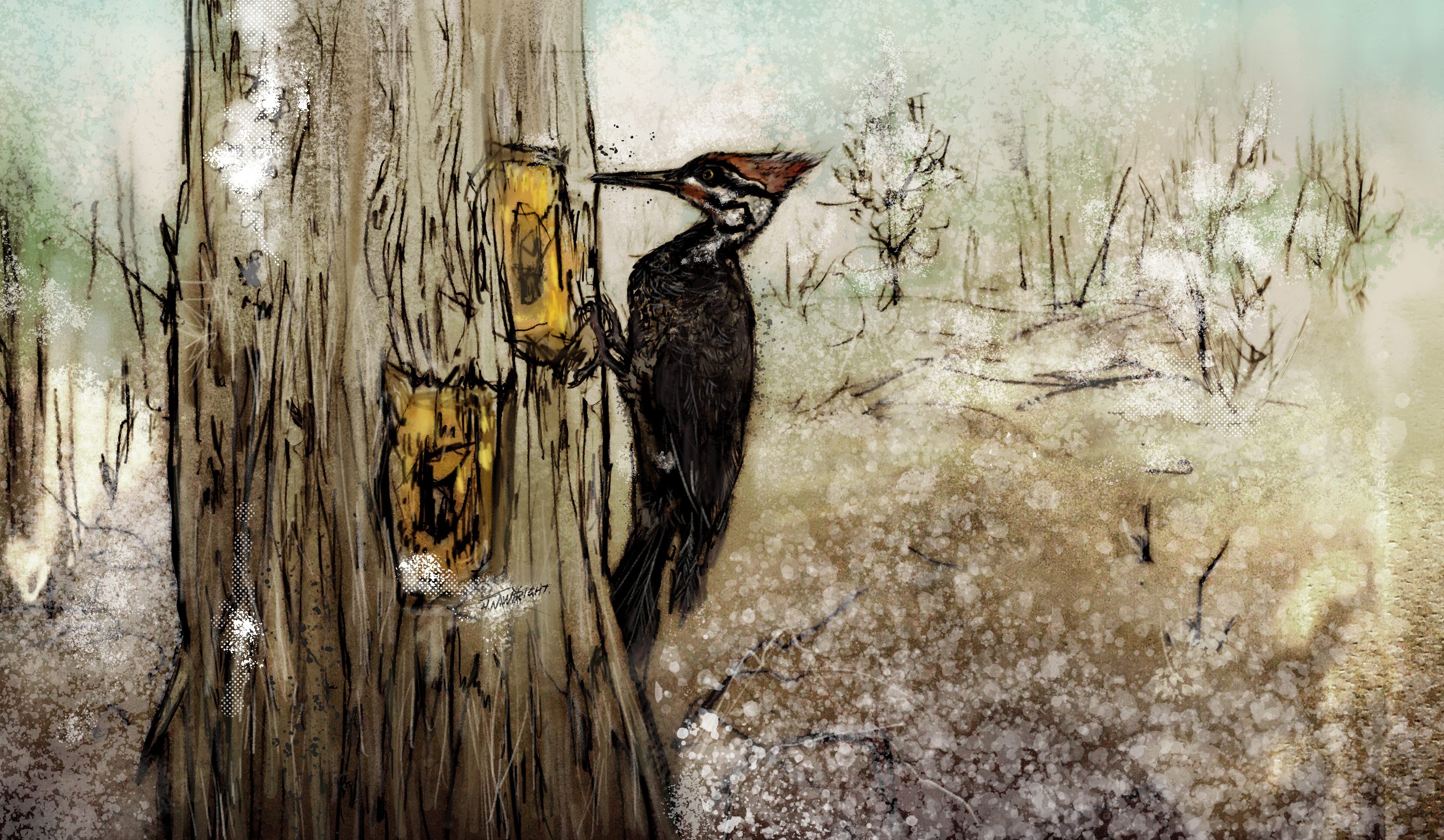 Pileated Woodpecker Illustration by Holly N. Wright