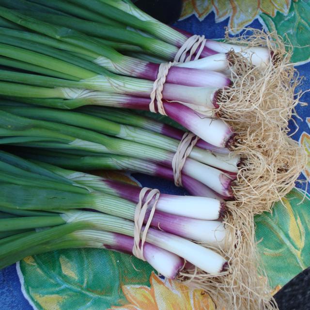 Watauga County Farmers Market