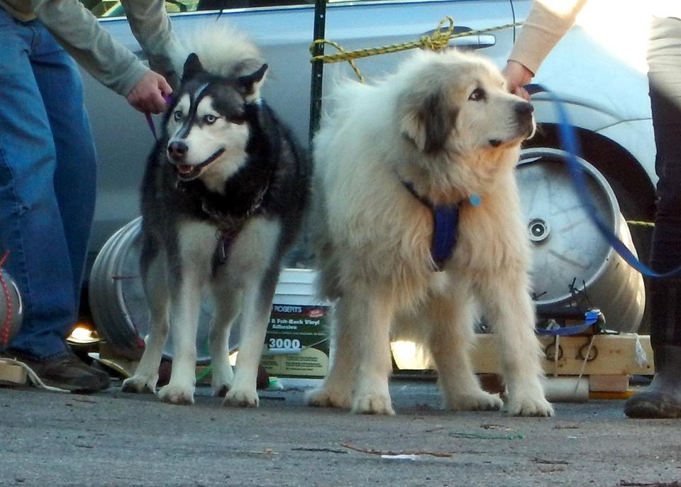K9 Keg Pull Two dogs prepare to tow small kegs in the K9 Keg Pull race