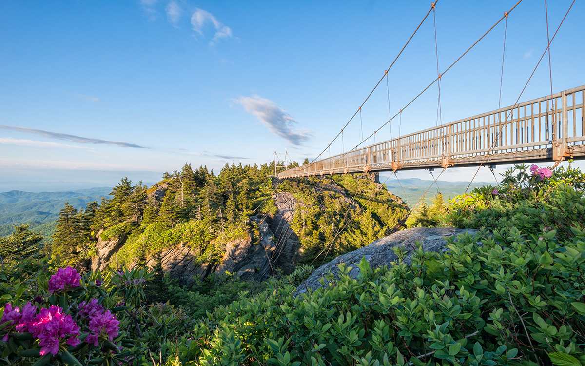 Many rhododendrons are already blooming at lower elevations in the High Country, but the wide range of elevation available on Grandfather Mountain - a nearly 1,000-foot change from base to peak - provides viewers with a longer window of opportunity to see the rhododendron in bloom. Photo by Skip Sickler | Grandfather Mountain Stewardship Foundation