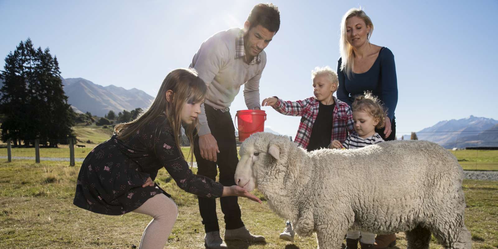 Mt Nicholas Farm Experience Family Feeding Sheep Mt Nicholas Farm Experience Family Feeding Sheep