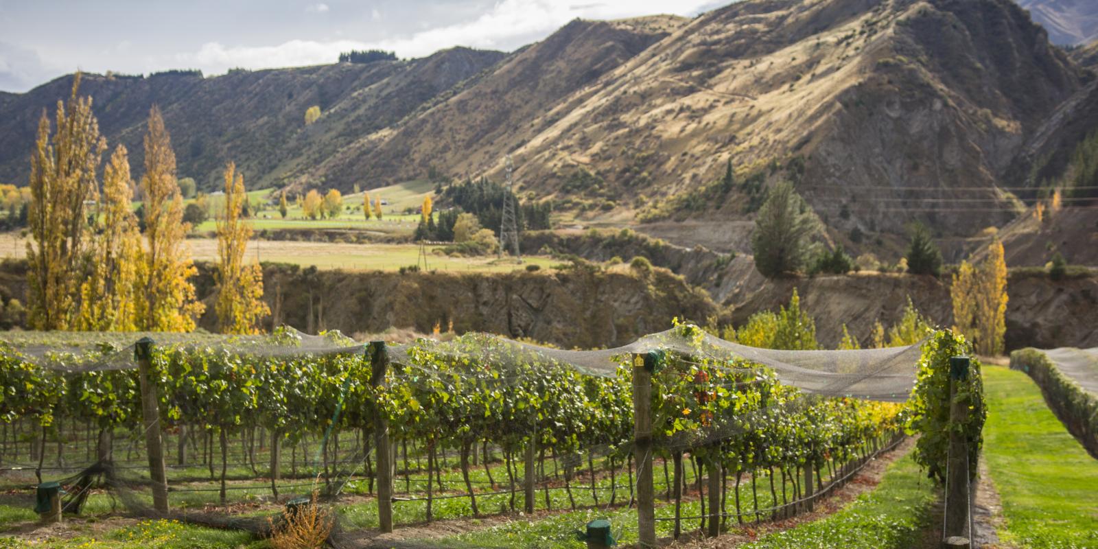 Chard Farm The history of wine in Queenstown