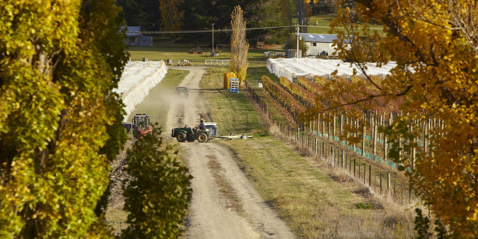 Wine harvest Queenstown Queenstown, Central Otago wine harvest