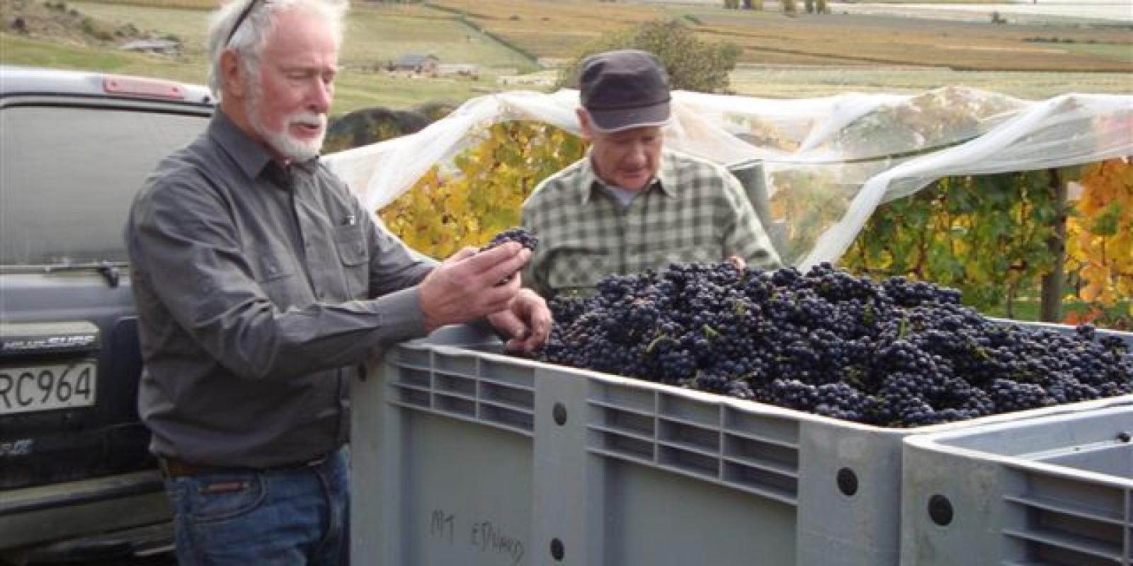 Mt Rosa Winery Queenstown, Central Otago wine harvest