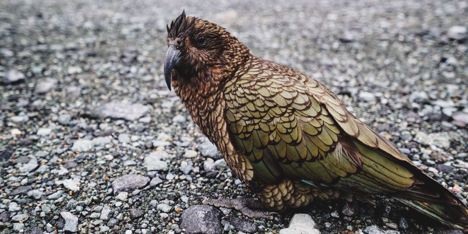 Kea, Native bird of New Zealand Kea, Native bird of New Zealand
