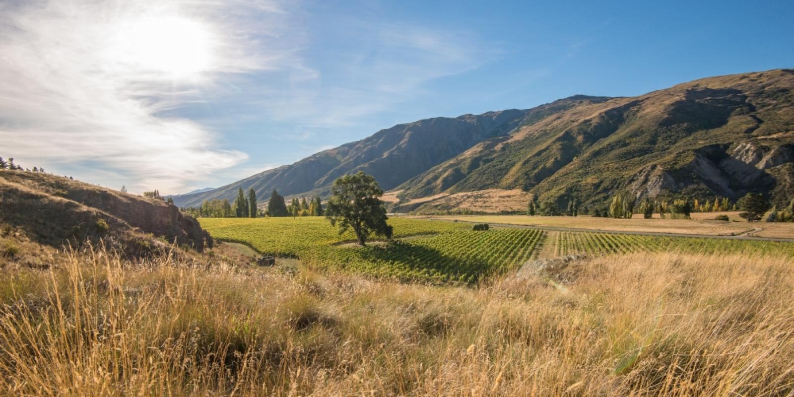 Vineyard Views at Kinross Cottages Vineyard Queenstown Accomodation Kinross Cottages
