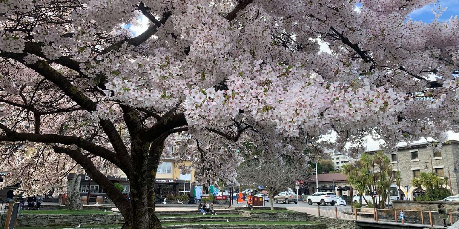 Cherry Blossoms on the Village Green Cherry Blossoms on the Village Green