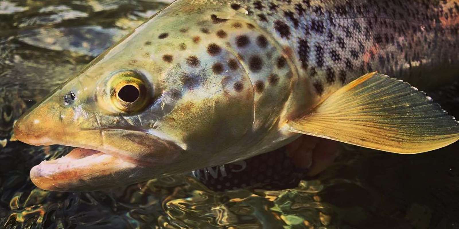 Fishing for Trout in Queenstown Brown Trout, Queenstown