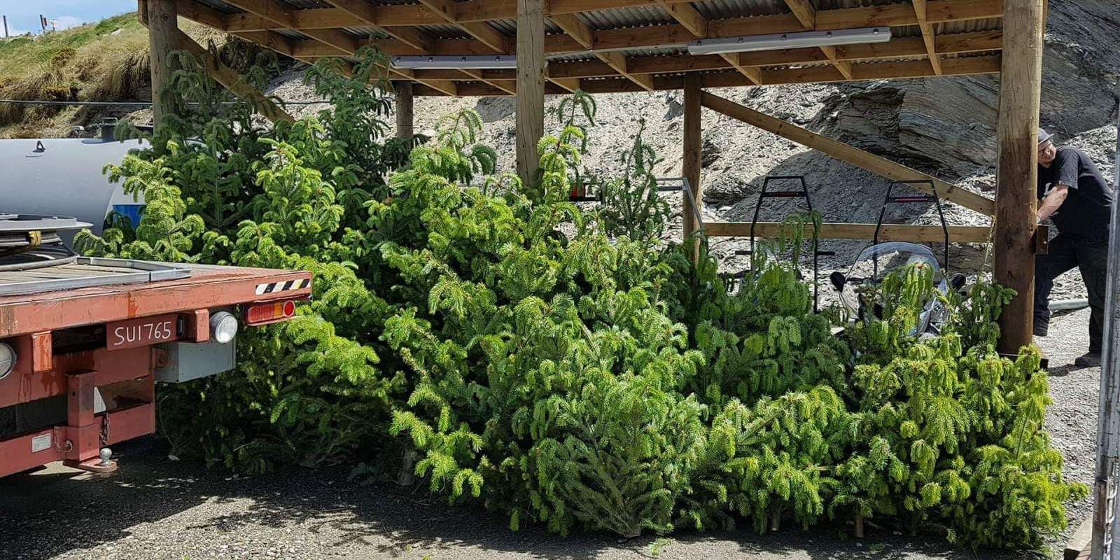 Christmas trees from ski area Coronet Peak ready for delivery Queenstown Cares initiative about wilding pine eradication from ski area Coronet Peak