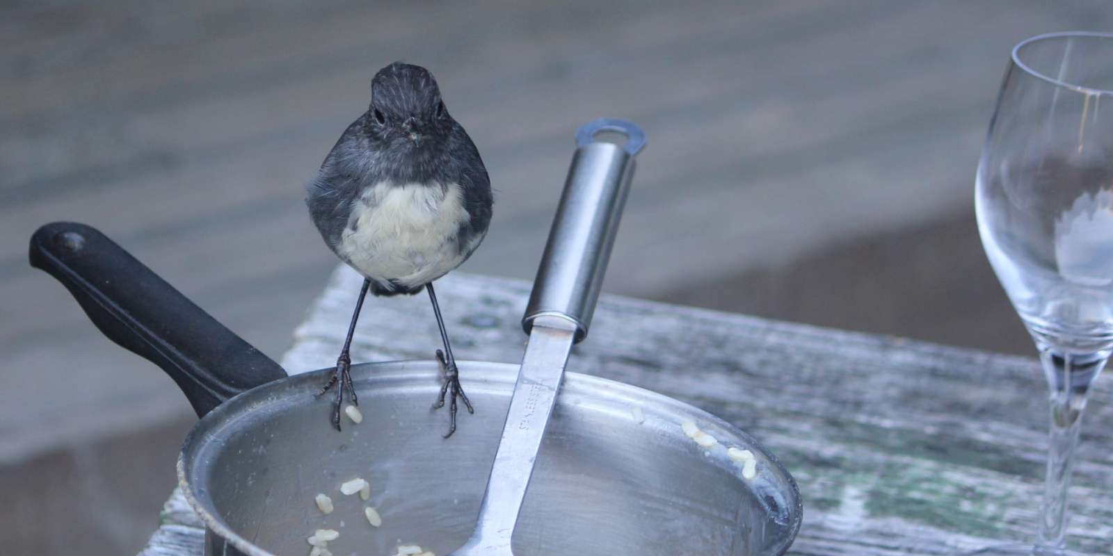 Robin in Paradise