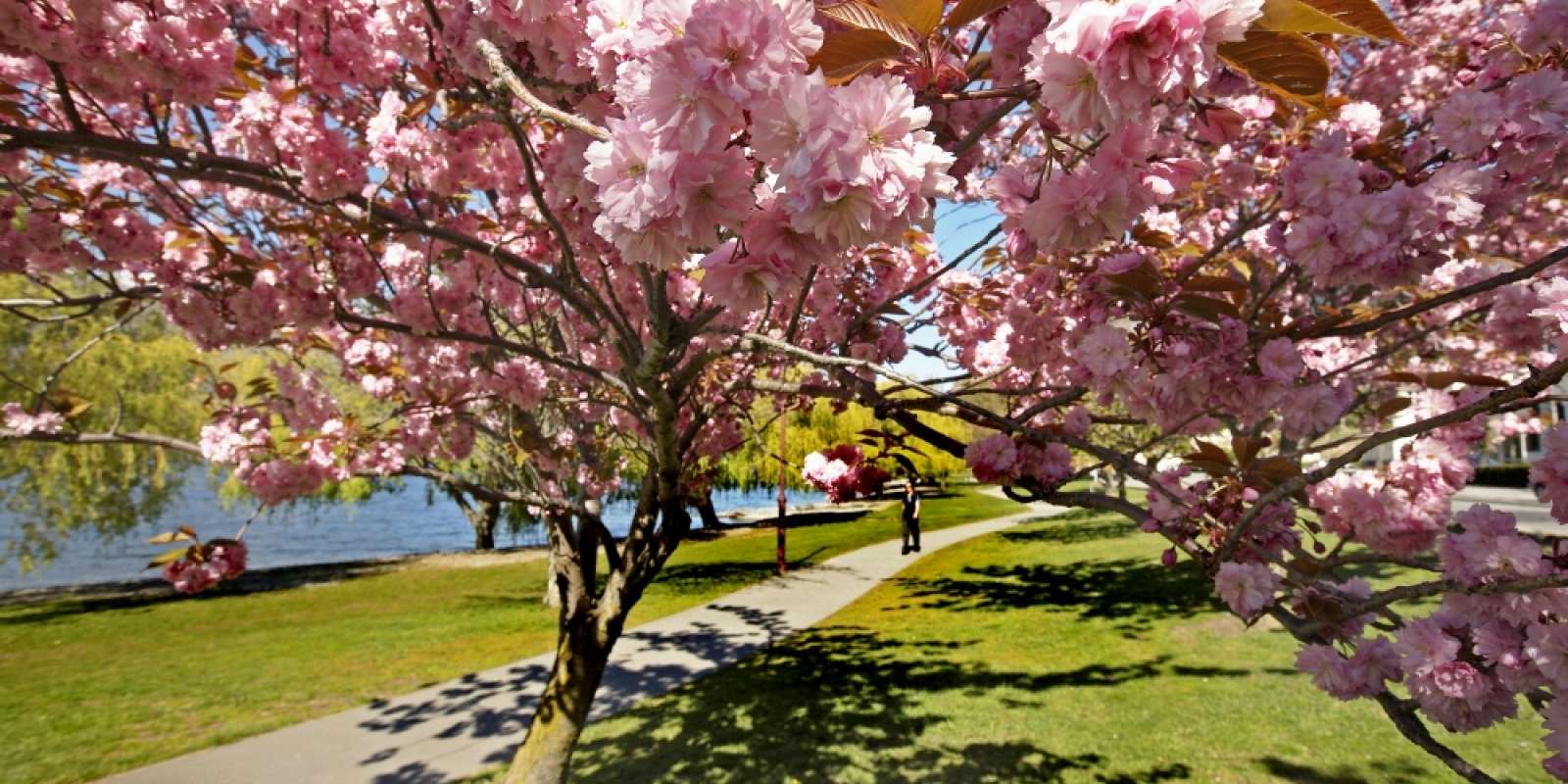 Lake Esplanade in spring Lake Esplanade in spring