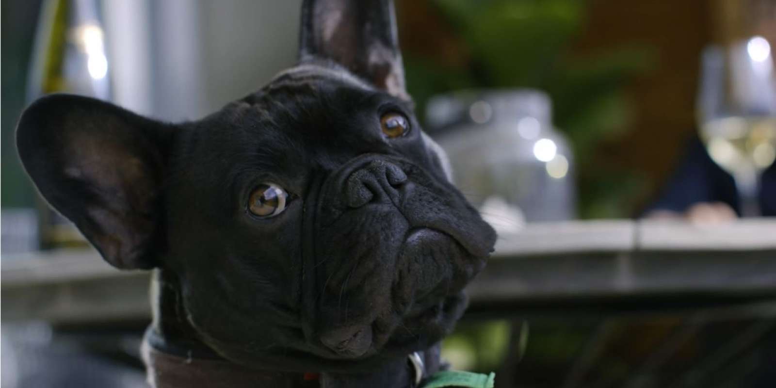 French Bulldog, Bruce French Bulldog, Bruce