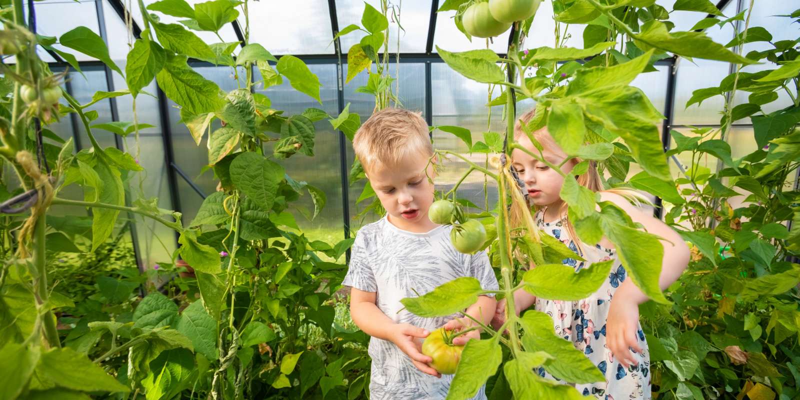 Millbrook's Green House Children looking at tomatoes on the vine in Millbrook's Green House