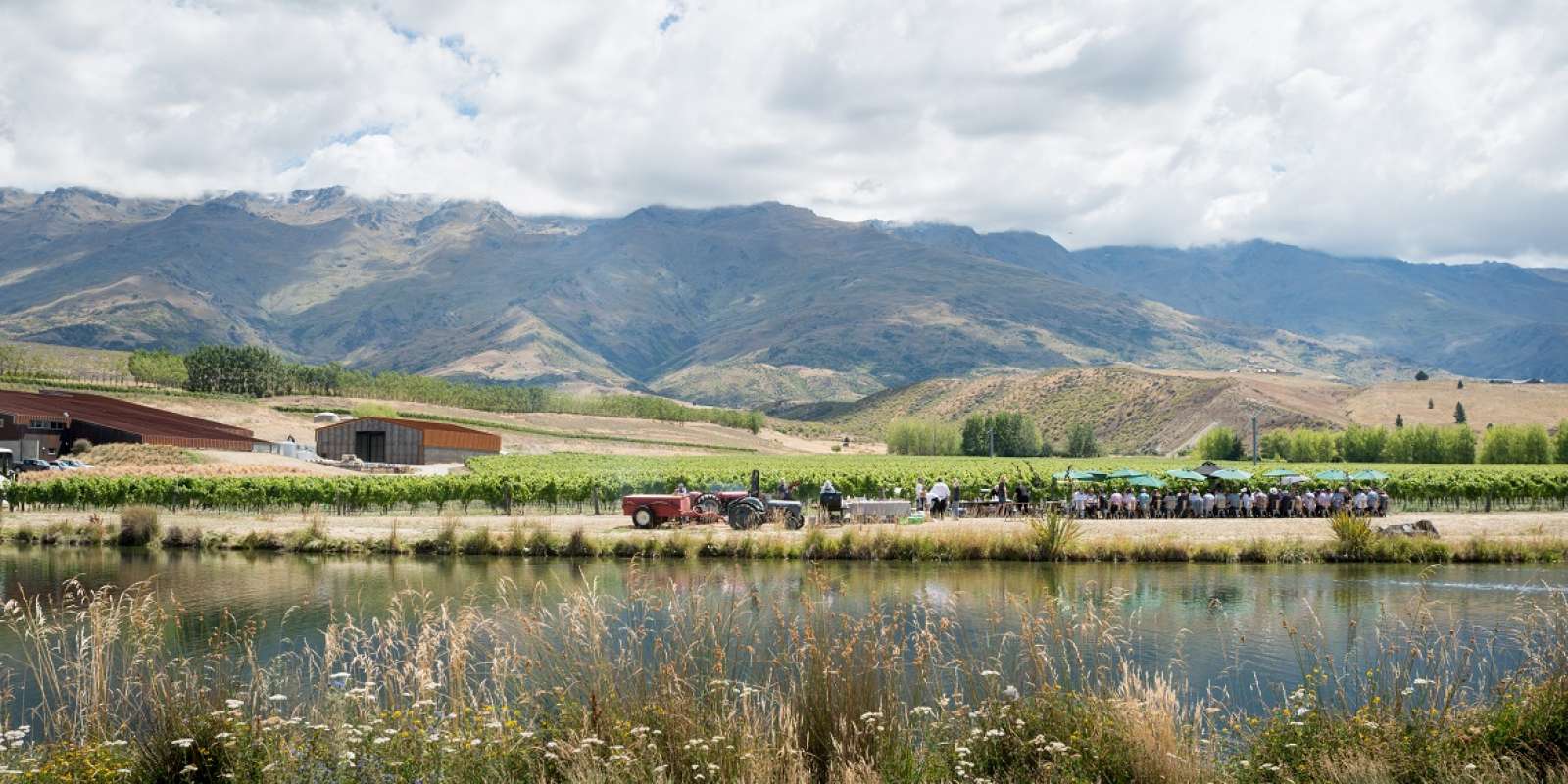Amisfield Vineyard