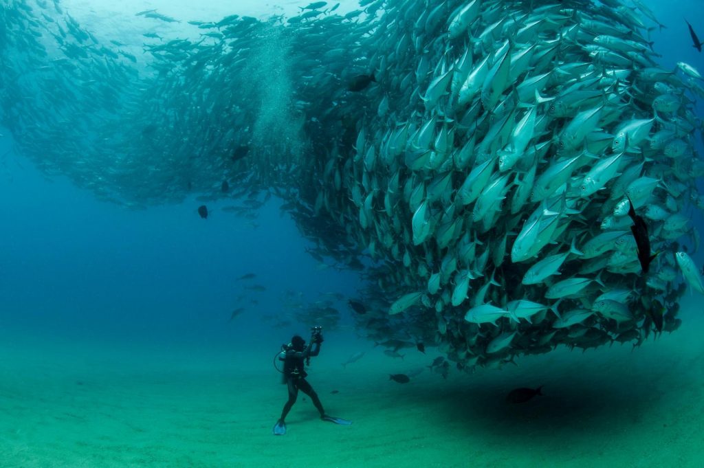 Swimming Fishes by Extreme-photographer