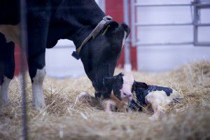 BirthingBarn_1