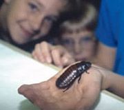 bugbowlbuginhand