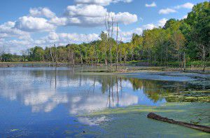 Celery Bog 2, Dan Hester