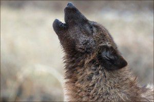 Dharma Howls