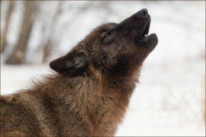Dharma Howls