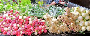 Vegetables at Farmers Market