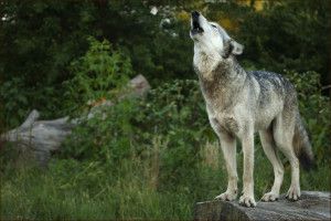 Kailani Howls on a Log