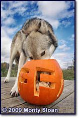 Wolf Park Pumpkin