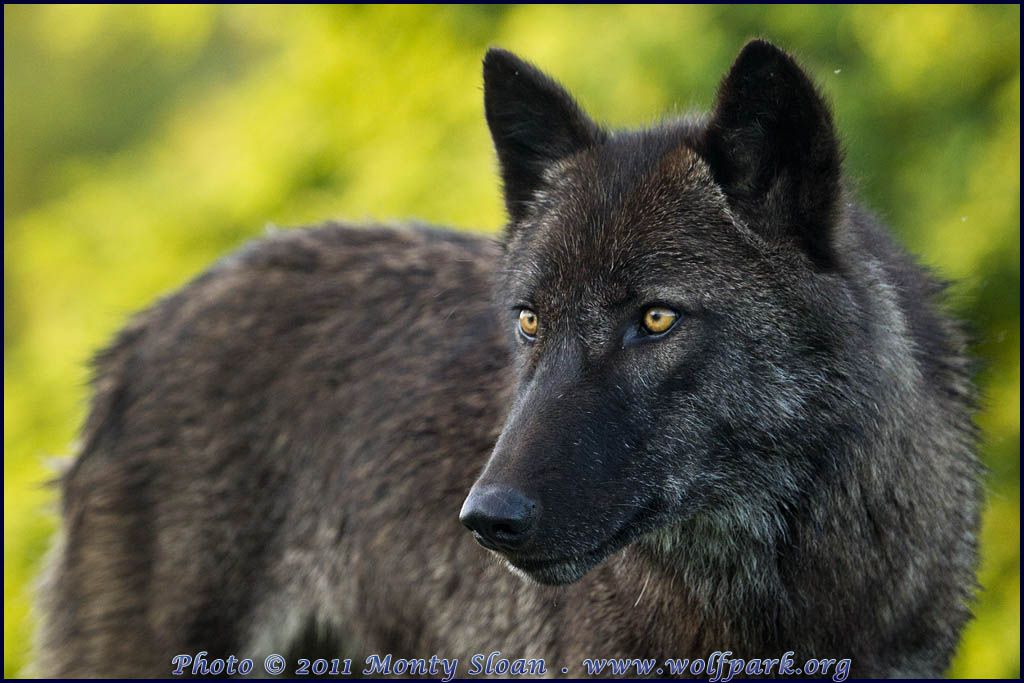 Now a Horizontal Portrait of Dharma