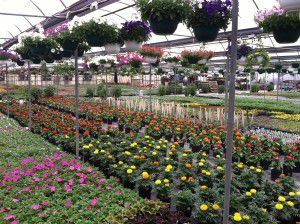 Beautiful flowers from Bennett's!