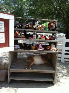 Sleeping Goat at Columbian Park Farm!
