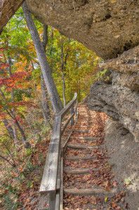 Clegg Autumn