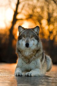 Wotan with the Sun Behind his Head