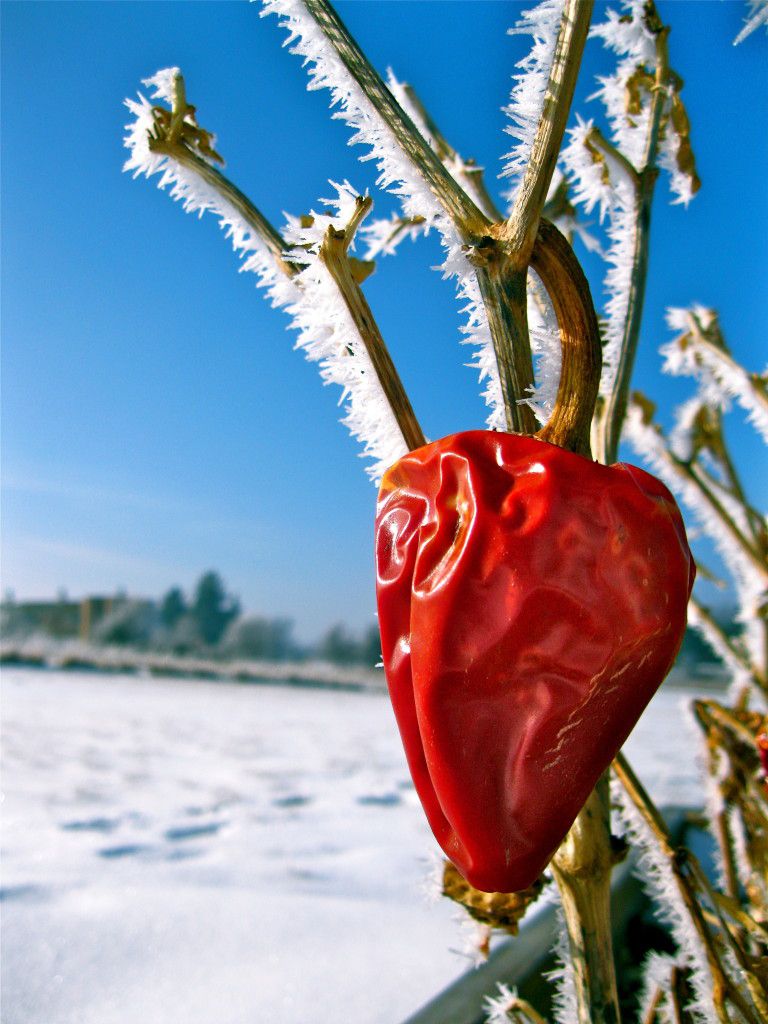 Pepper-Allison Deschaine