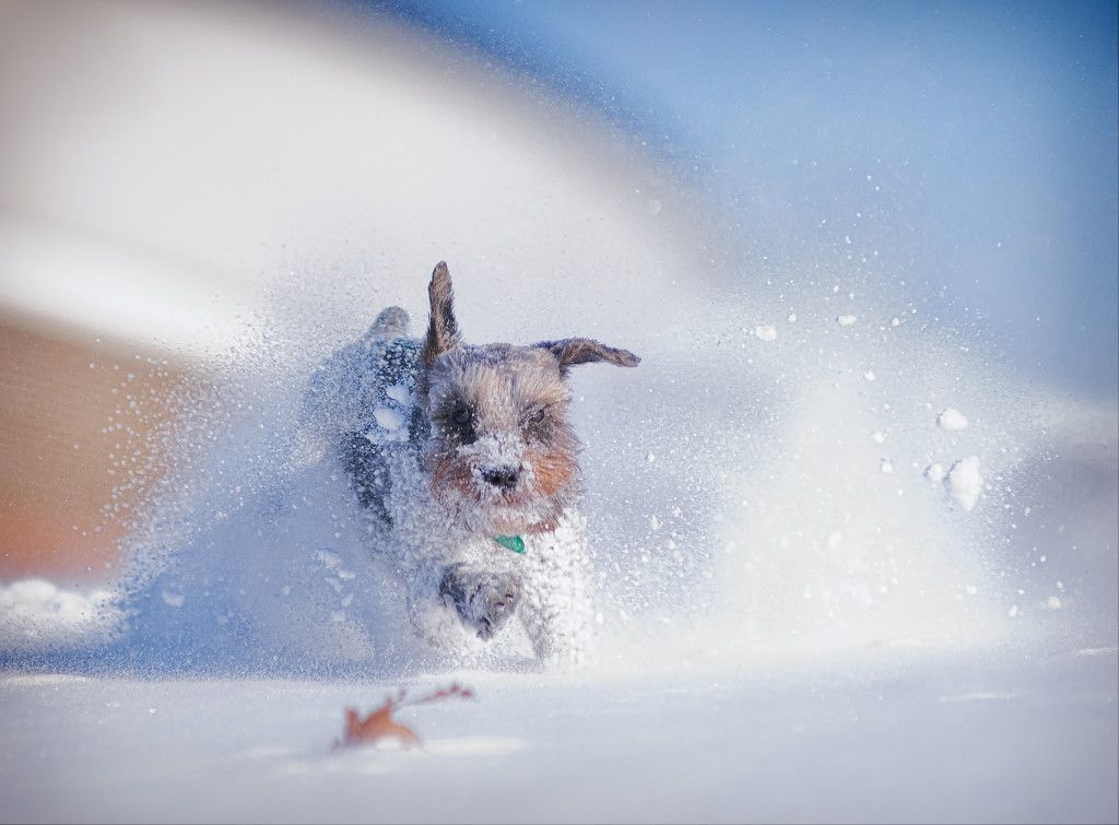 Puppy in Snow Li
