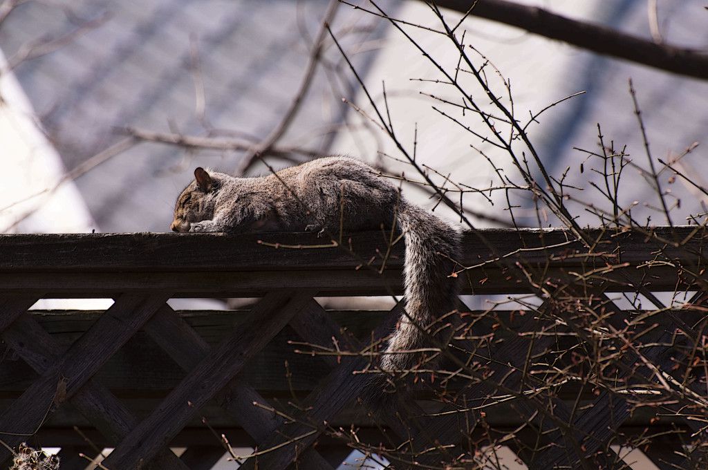 Sleeping Squirrel-Mark D. Bass