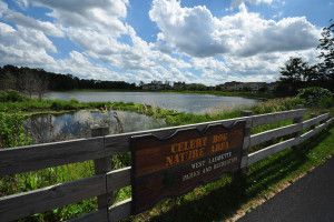 James Chapman - Celery Bog